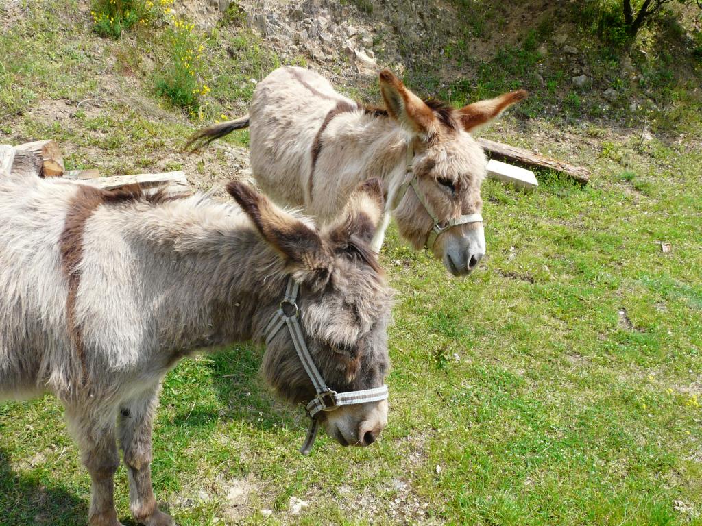 Ardeche, 03-05-09, 12-31.jpg